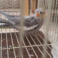 جوجه عروس هلندی