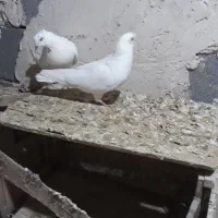 یه جفت کفتر نر و ماده|پرنده|کبودرآهنگ, |دیوار