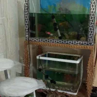 دو عدد اکواریوم با پایه و لوازم و ماهی