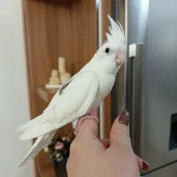 عروس هلندی البینیو دوکت اهلی همراه قفس کاسکویی