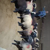 تعداد 25راس میش