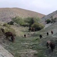 بچه شتر و بزغاله