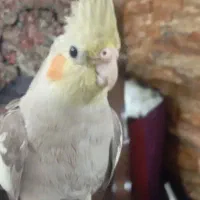 عروس هلندی