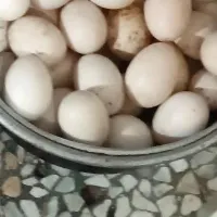 تخم اردک اسرائیلی نطفه دار