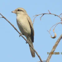 دوربین کنون مدل sx40hs|دوربین عکاسی و فیلم‌برداری|دهدشت, |دیوار