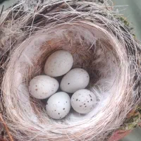 تخم سهره نطفه دار