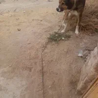 سگ نگهبان|سگ|مشهد, انصار|دیوار