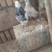 طوقی هفترنگ