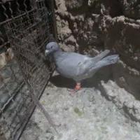 ماده رایگان