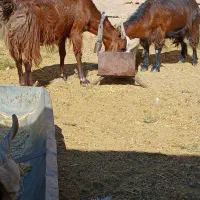 به نام خدا|حیوانات مزرعه|داراب, |دیوار