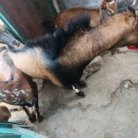 کهره نری|حیوانات مزرعه|قشم, |دیوار