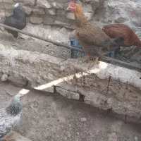 مرغ جوان ۸ماه|حیوانات مزرعه|قزوین, |دیوار