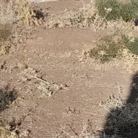 سگ فروشی