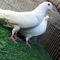 کفتر فروش یا معاوضه