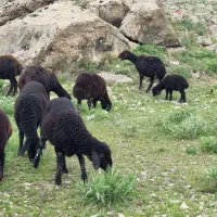 میش  و بره ماده هترو