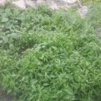 نشافلفل وبادنجان