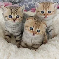 گربه بریتیش و اسکاتیش سیلور گلد