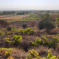 گاوداری ۱۰۰ راسی شیری با زمین و آب کشاورزی