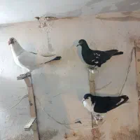 کبوتر صید|پرنده|مشهد, کوشش|دیوار