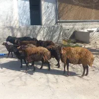 میش آبستن قزل افشار