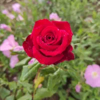 خدمات مهندسی باغبانی و کشاورزی سایدا