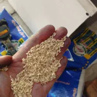 برنج عنبربو کرامت-صدری صحنه-نیم دانه عنبر|عمده‌فروشی|کنگاور, |دیوار