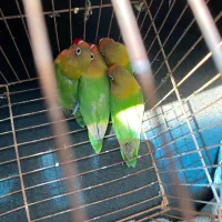 جوجه کوتوله برزیلی فیشر