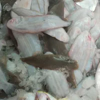 آن ماهی جنوب دریای|ماهی|یزد, |دیوار