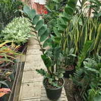 زاموفیلیا سبز،گل وگیاه آپارتمانی