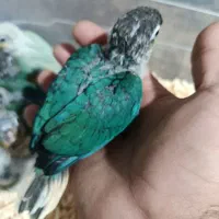 جوجه گرینچیک  تراکویس مینت یلو ساید دایلوت