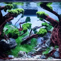 یک اکواریوم پلنت شرکتی بخوان پیام بده