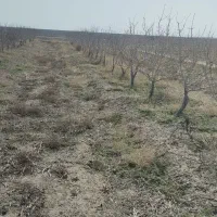 باغ پسته|فروش زمین و ملک کلنگی|تربتحیدریه, پائین ولایت|دیوار