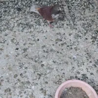 کبوتر غریبگیری|پرنده|تهران, شادآباد|دیوار