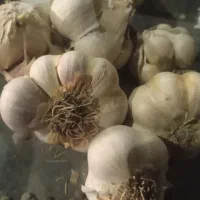 لوبیا چیتی درجه یک زنجان|عمدهفروشی|سوسنگرد, |دیوار