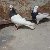 کفتر طوقی