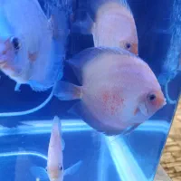 دیسکس نژاد خاص|ماهی|مشهد, هفده شهریور|دیوار