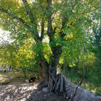 فروش درخت گردو ی بزرگ به قیمت پیشنهادی شما|مصالح و تجهیزات ساختمان|مشگین شهر, |دیوار