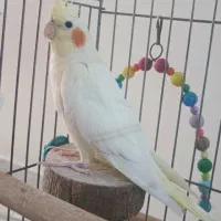 عروس هلندی ماده