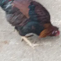 خروس کردی اصل|حیوانات مزرعه|دینور, |دیوار