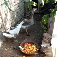 غاز نر و ماده  فروشی