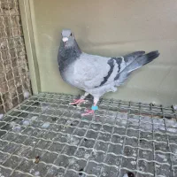 کبوتر پلاکی