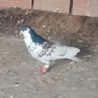 پرنده|پرنده|آبکوه, |دیوار