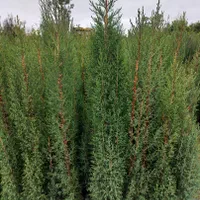 فروش و خرید انواع کاج و شمشاد طلای|خدمات باغبانی و درختکاری|قائمشهر, |دیوار