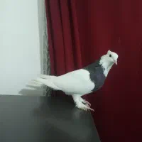 ماده طوقی توقی قهوه ای