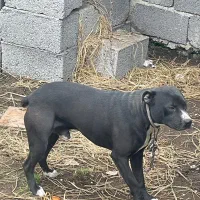 سگ پیتبول مشکی نر گمشده|حیوانات|آستانه اشرفیه, |دیوار