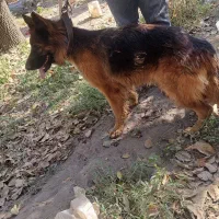 ماده ژرمن اصیل موبلند وشیب دار