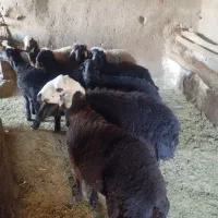 بره نره برای قربانی