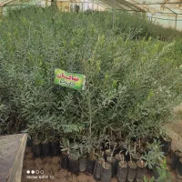 نهالستان مجاز مرادبکلو|خدمات باغبانی و درختکاری|قم, آزادگان|دیوار
