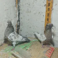 کله هفت رنگ جوان کرباتی زرد و سیاه معاوضه ایی|پرنده|مشهد, چهاربرج|دیوار