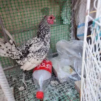 مرغ و خروس نژاد اصیل|حیوانات مزرعه|بیرجند, |دیوار